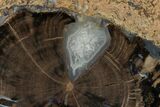 Petrified Wood (Schinoxylon) Round - Blue Forest, Wyoming #162924-1
